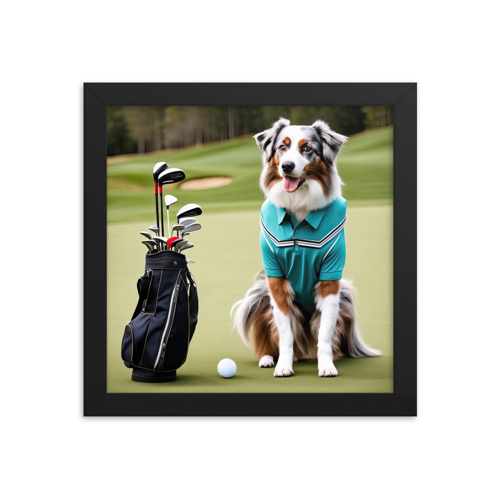 Australian Shepherd Golfer- Framed poster v4