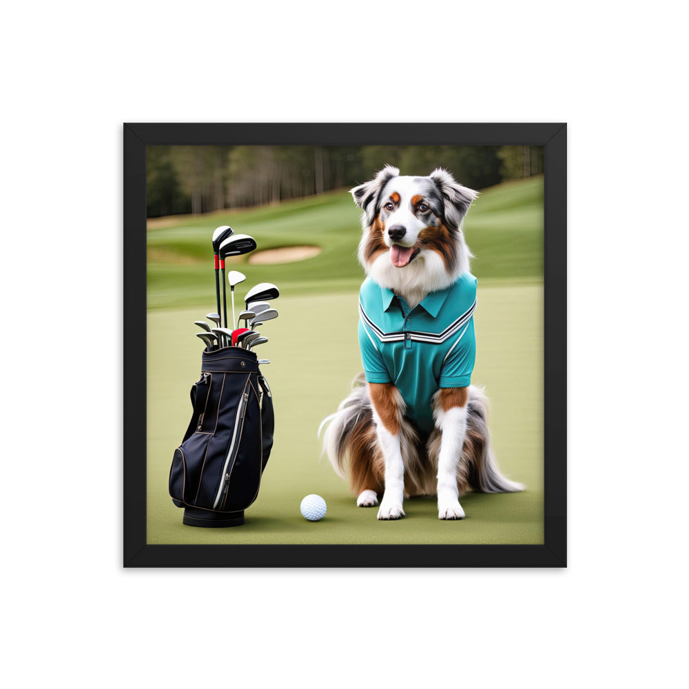 Australian Shepherd Golfer- Framed poster v4