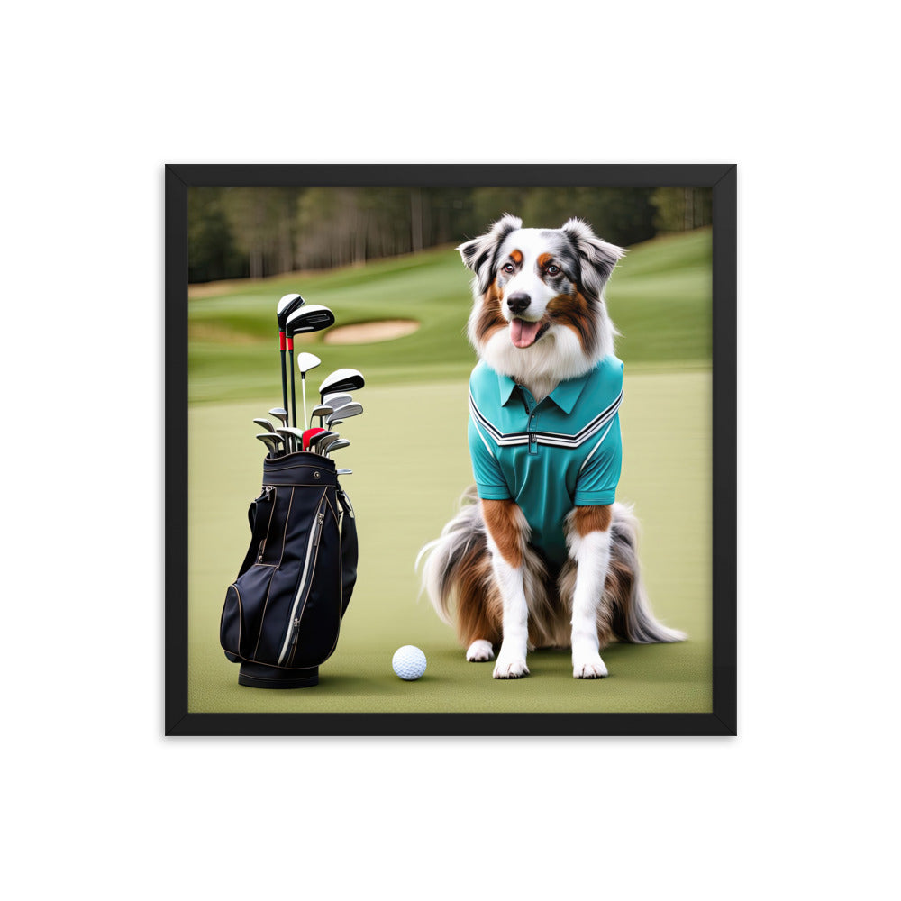 Australian Shepherd Golfer- Framed poster v4