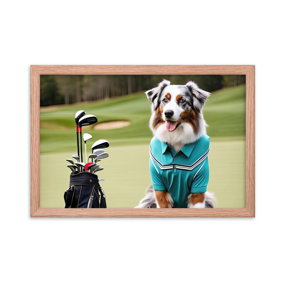 Australian Shepherd Golfer- Framed poster v4