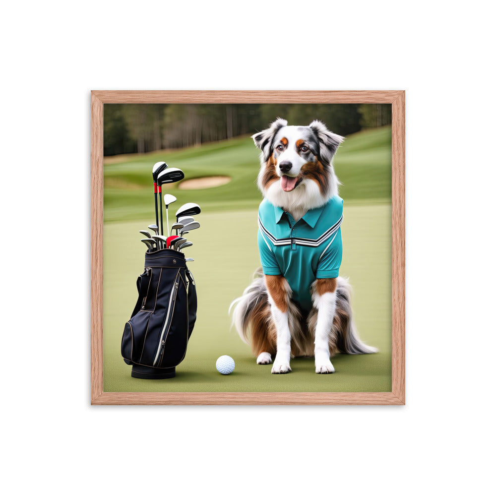 Australian Shepherd Golfer- Framed poster v4