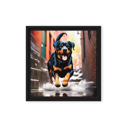 Rottweiler- Framed canvas v2