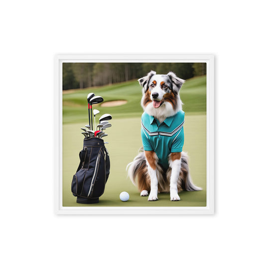 Australian Shepherd Golfer- Framed canvas v4