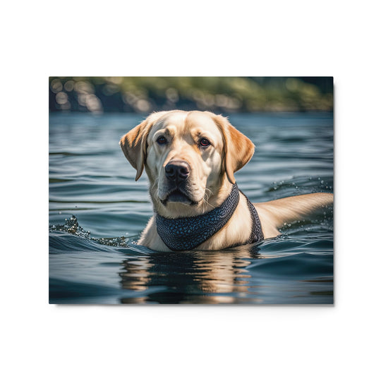 Metal prints-Labrador Retriever V3